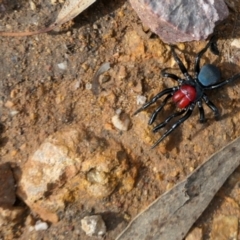 Missulena occatoria (Red-headed Mouse Spider) at Denman Prospect 2 Estate Deferred Area (Block 12) - 29 Apr 2022 by Jenni