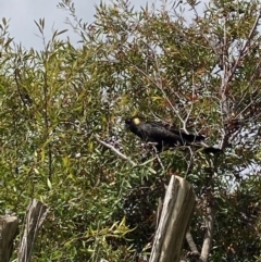 Zanda funerea (Yellow-tailed Black-Cockatoo) at Theodore, ACT - 26 Oct 2022 by Cardy