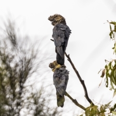 Calyptorhynchus lathami lathami (Glossy Black-Cockatoo) at Mount Majura - 25 Oct 2022 by RangerRiley