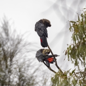 Calyptorhynchus lathami lathami at Watson, ACT - 26 Oct 2022