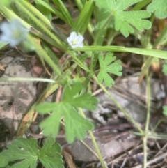 Geranium solanderi var. solanderi (Native Geranium) at Aranda Bushland - 26 Oct 2022 by lbradley