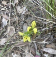 Diuris sulphurea (Tiger Orchid) at Aranda Bushland - 26 Oct 2022 by lbradley