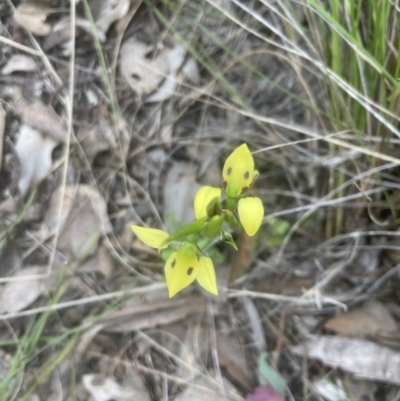 Diuris sulphurea (Tiger Orchid) at Cook, ACT - 26 Oct 2022 by lbradley