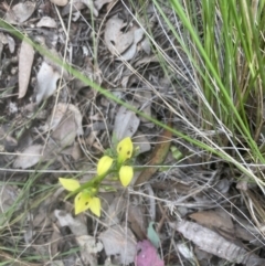 Diuris sulphurea at Cook, ACT - suppressed