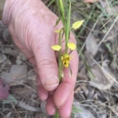 Diuris sulphurea at Cook, ACT - suppressed