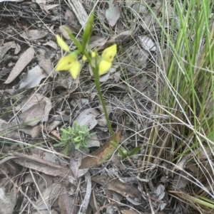 Diuris sulphurea at Cook, ACT - 26 Oct 2022