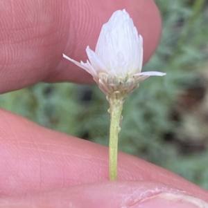 Rhodanthe anthemoides at Kowen, ACT - 26 Oct 2022 12:06 PM