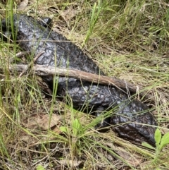 Tiliqua rugosa (Shingleback Lizard) at Molonglo Gorge - 26 Oct 2022 by RAllen