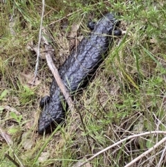 Tiliqua rugosa at Kowen, ACT - 26 Oct 2022