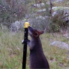 Wallabia bicolor (Swamp Wallaby) at Mount Taylor - 24 Apr 2022 by MountTaylorParkcareGroup