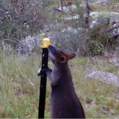 Wallabia bicolor (Swamp Wallaby) at Kambah, ACT - 25 Apr 2022 by MountTaylorParkcareGroup