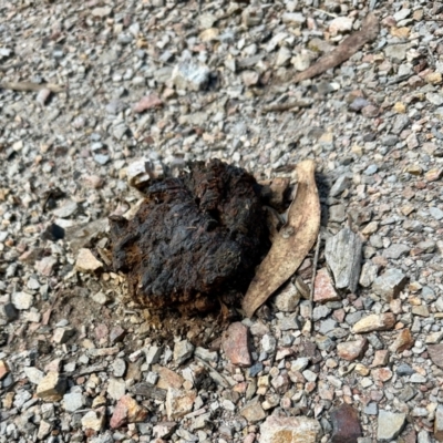 Unverified Puffball & the like at Aranda, ACT - 26 Oct 2022 by KMcCue
