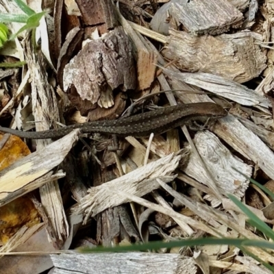 Lampropholis guichenoti (Common Garden Skink) at Aranda, ACT - 25 Oct 2022 by KMcCue