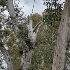 Cacatua galerita (Sulphur-crested Cockatoo) at Point 63 - 26 Oct 2022 by KMcCue