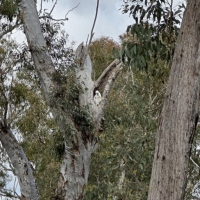 Cacatua galerita (Sulphur-crested Cockatoo) at Aranda Bushland - 26 Oct 2022 by KMcCue