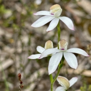 Caladenia moschata at Aranda, ACT - suppressed