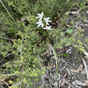 Caladenia moschata at Aranda, ACT - suppressed