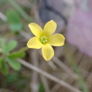 Oxalis sp. at Boorowa, NSW - 15 Oct 2022 12:38 PM