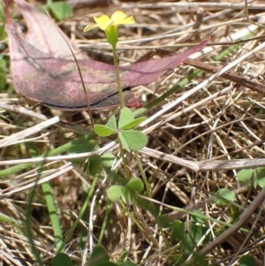 Oxalis sp. at Boorowa, NSW - 15 Oct 2022 12:38 PM