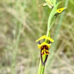 Diuris sulphurea (Tiger Orchid) at Aranda, ACT - 26 Oct 2022 by KMcCue