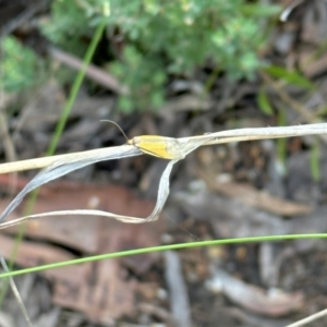 Philobota undescribed species near arabella at Aranda, ACT - 26 Oct 2022