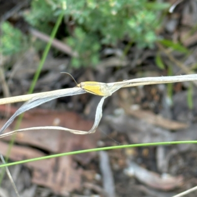 Philobota undescribed species near arabella (A concealer moth) at Aranda Bushland - 26 Oct 2022 by KMcCue