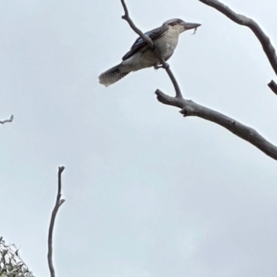 Dacelo novaeguineae (Laughing Kookaburra) at Aranda Bushland - 26 Oct 2022 by KMcCue