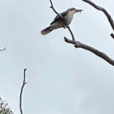 Dacelo novaeguineae (Laughing Kookaburra) at Aranda, ACT - 26 Oct 2022 by KMcCue