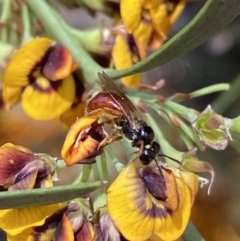 Exoneura sp. (genus) (A reed bee) at Mount Jerrabomberra - 25 Oct 2022 by Steve_Bok