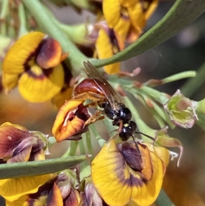 Exoneura sp. (genus) (A reed bee) at Jerrabomberra, NSW - 25 Oct 2022 by Steve_Bok