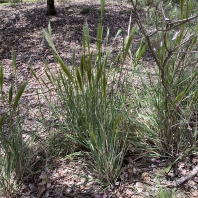 Austrostipa densiflora (Foxtail Speargrass) at Mount Jerrabomberra QP - 25 Oct 2022 by Steve_Bok