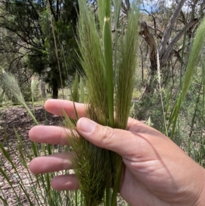 Austrostipa densiflora at Jerrabomberra, NSW - 25 Oct 2022