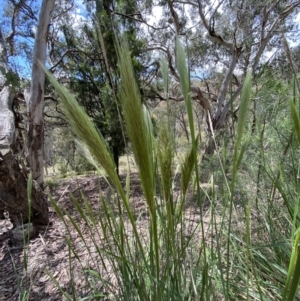 Austrostipa densiflora at Jerrabomberra, NSW - 25 Oct 2022