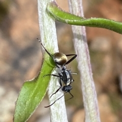 Polyrhachis ammon (Golden-spined Ant, Golden Ant) at Mount Jerrabomberra QP - 25 Oct 2022 by Steve_Bok