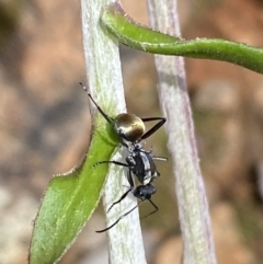 Polyrhachis ammon (Golden-spined Ant, Golden Ant) at QPRC LGA - 25 Oct 2022 by Steve_Bok