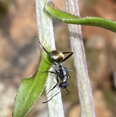 Polyrhachis ammon (Golden-spined Ant, Golden Ant) at Mount Jerrabomberra QP - 25 Oct 2022 by Steve_Bok