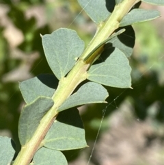 Acacia pravissima (Wedge-leaved Wattle, Ovens Wattle) at QPRC LGA - 25 Oct 2022 by Steve_Bok