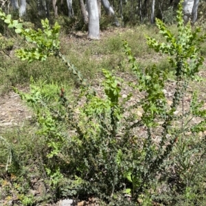 Acacia pravissima at Jerrabomberra, NSW - 25 Oct 2022