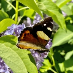 Vanessa itea (Yellow Admiral) at Giralang, ACT - 10 Oct 2022 by mcosgrove