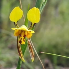 Diuris sulphurea (Tiger Orchid) at Wanniassa Hill - 26 Oct 2022 by Mike
