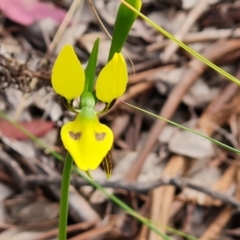 Diuris sulphurea at Jerrabomberra, ACT - suppressed