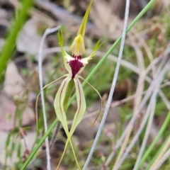 Caladenia atrovespa (Green-comb Spider Orchid) at Jerrabomberra, ACT - 26 Oct 2022 by Mike