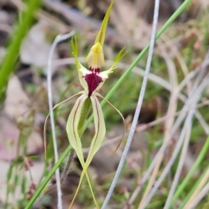 Caladenia atrovespa at Jerrabomberra, ACT - suppressed