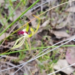 Caladenia atrovespa at Jerrabomberra, ACT - 26 Oct 2022