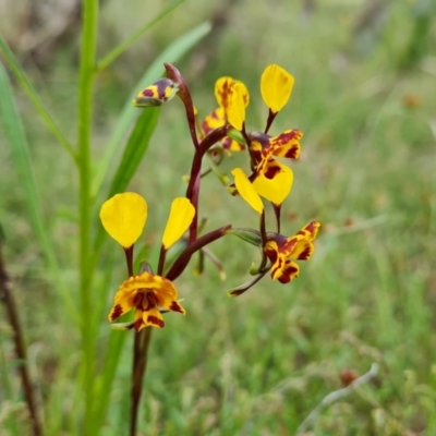 Diuris semilunulata (Late Leopard Orchid) at Wanniassa Hill - 26 Oct 2022 by Mike