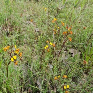 Diuris semilunulata at Jerrabomberra, ACT - 26 Oct 2022