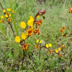 Diuris semilunulata at Jerrabomberra, ACT - suppressed