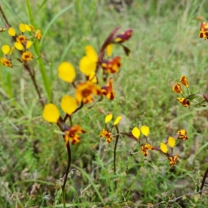 Diuris semilunulata at Jerrabomberra, ACT - 26 Oct 2022