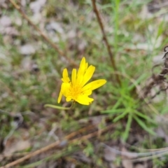 Microseris walteri (Yam Daisy, Murnong) at Wanniassa Hill - 26 Oct 2022 by Mike