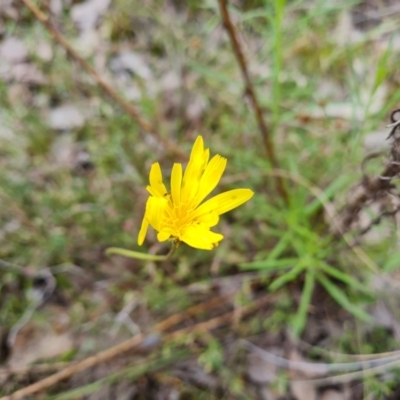 Microseris walteri (Yam Daisy, Murnong) at Jerrabomberra, ACT - 26 Oct 2022 by Mike